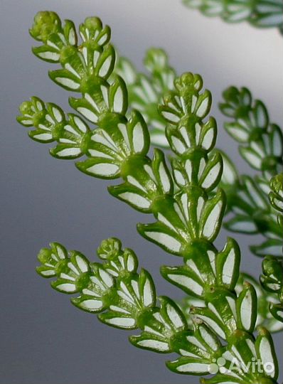 Необычные Хвойные растения - Alena.park