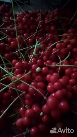 Саженцы Лимонник, Вишня, рябина, каштан