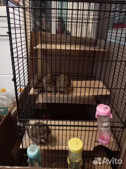 Чилийские белки дегу