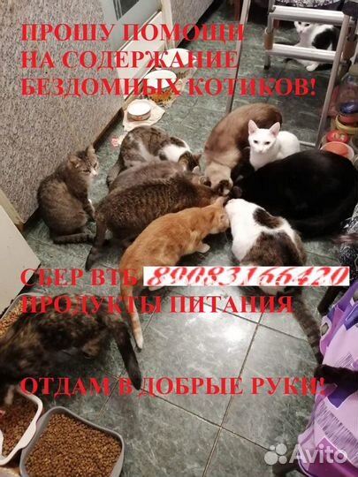 Котейки просят помощи