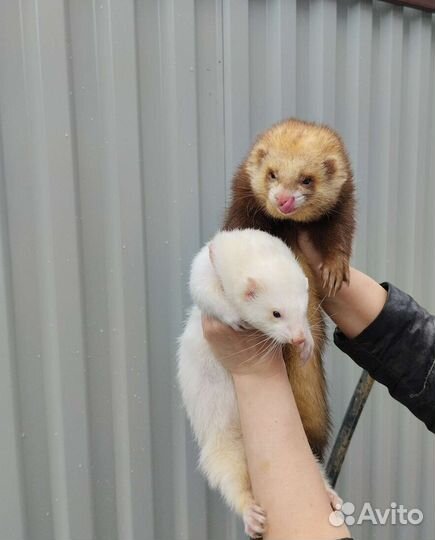 Клёвые хорьки. Хорёк. Доставка