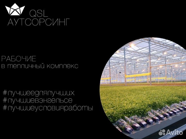 Рабочие В Теплицу Ежедневные Выплаты Подработка