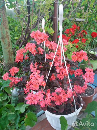 Пеларгония зональная