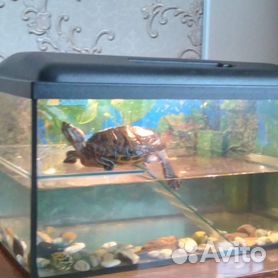 Каким должен быть аквариум и берег для красноухой черепахи?