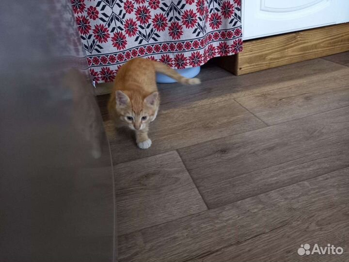 Отдам котика в добрые руки