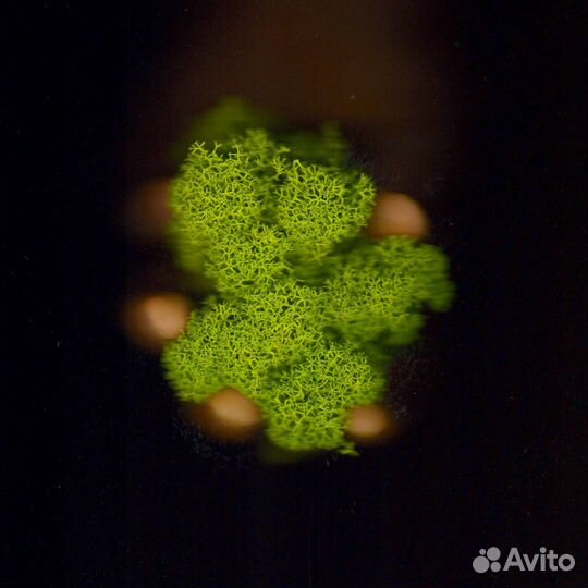 Стабилизированный мох, Лаймовый