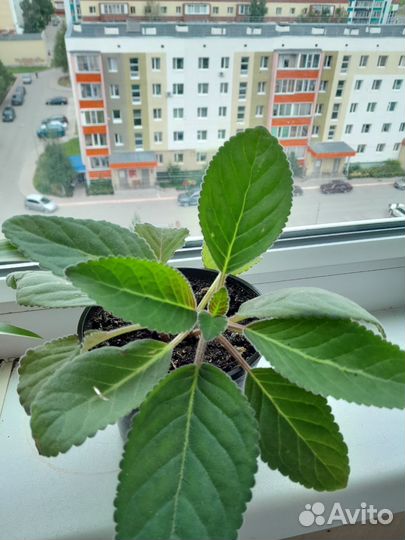 Комнатные цветы