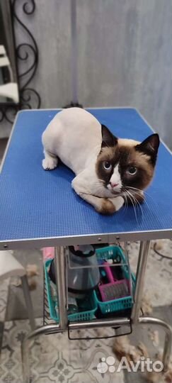 Стрижка кошек. Выезд