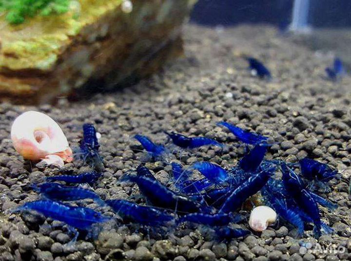 Собственного размножения креветки рыба корма