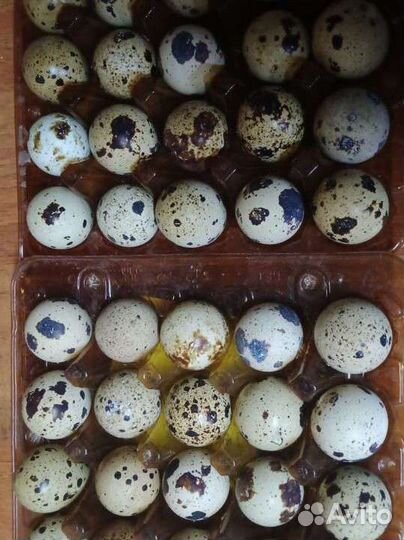 Цыплята перепелов