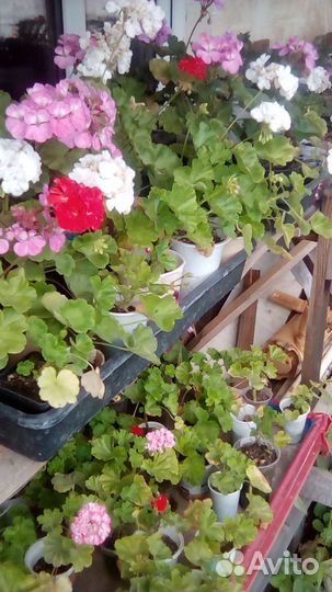 Пеларгония герань