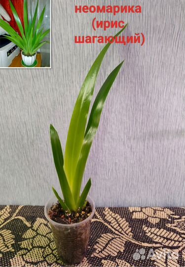 Комнатные цветы