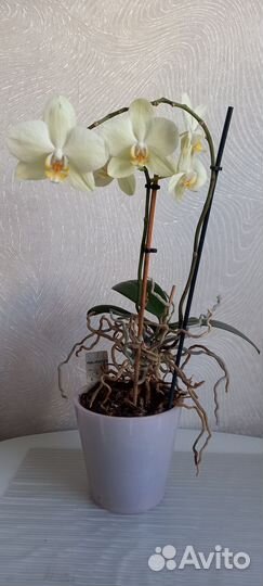Орхидея