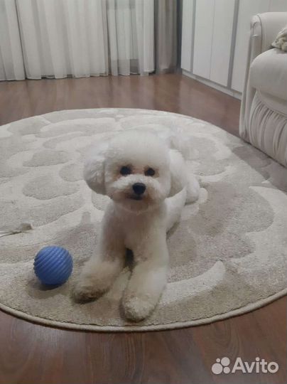 Бишон фризе вязка