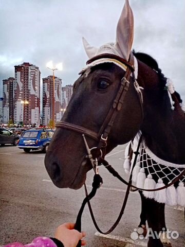 Катание на лошадях