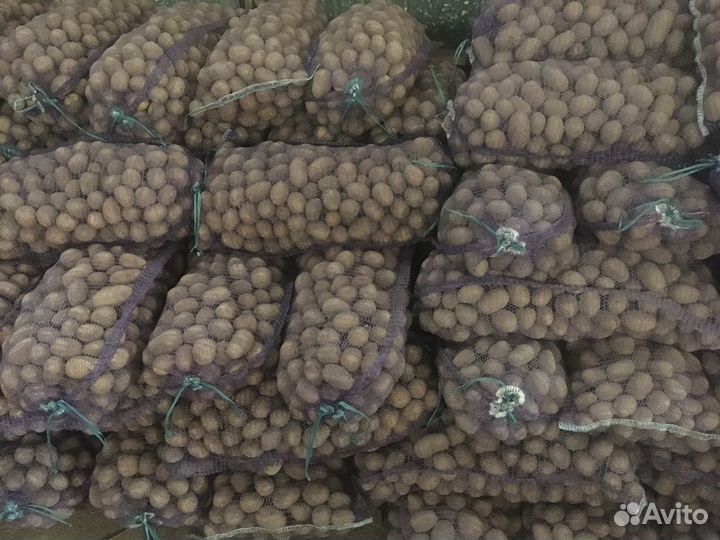 Картофель оптом