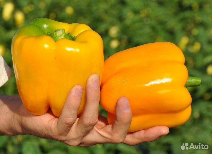 Семена Спрингбок F1 Clause 1000шт сладкого перца