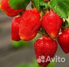 Рассада клубники элитная