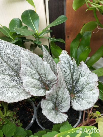 Бегония, иглица, ваниль