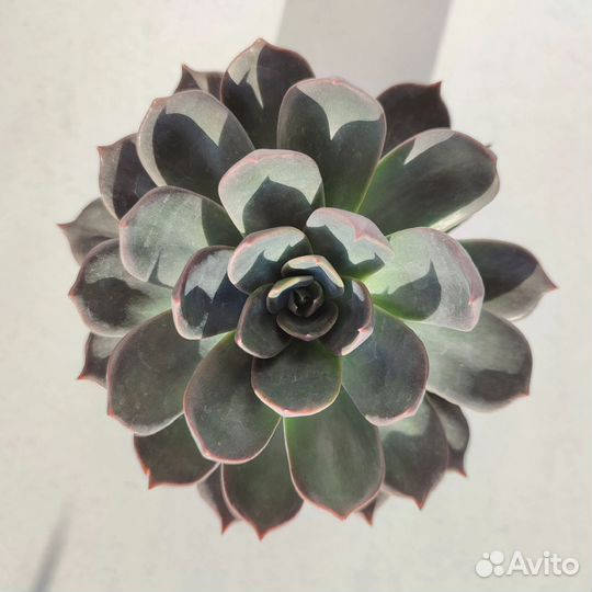 Суккуленты