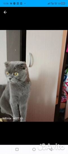 Кошка(шотландская)