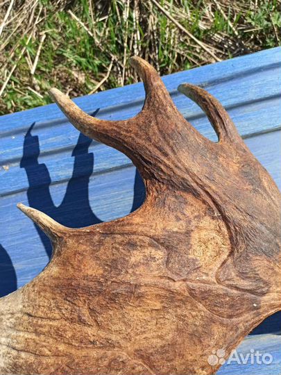 Продам рога лося