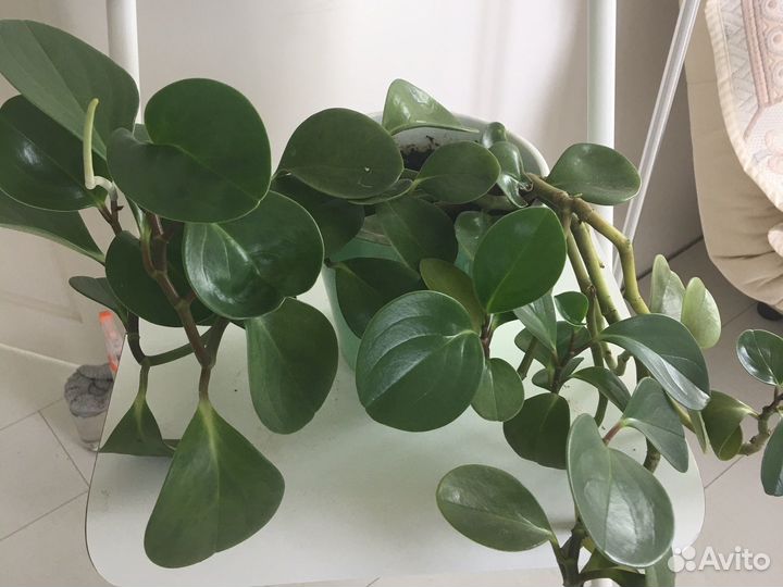 Дендробиум