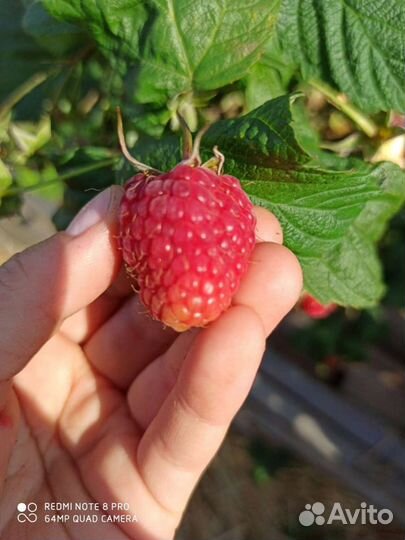 Саженцы малина клубника рябина ежевика смородина