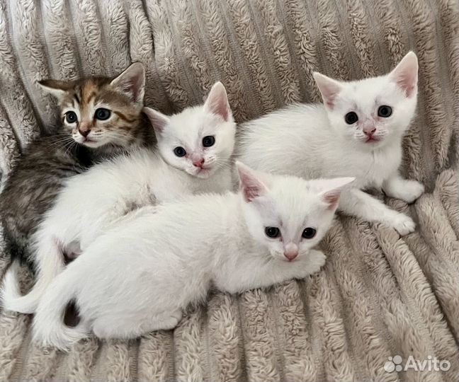 Отдадим котят