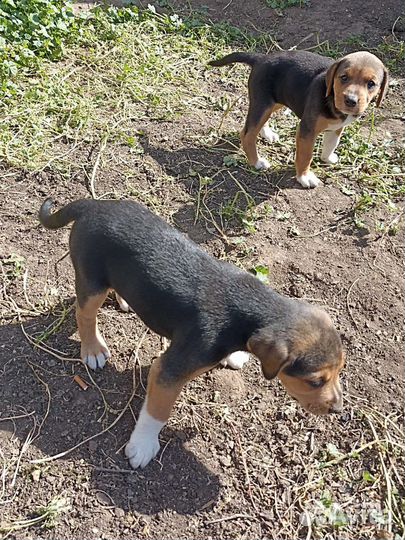 Продам щенков русской пегой гончей