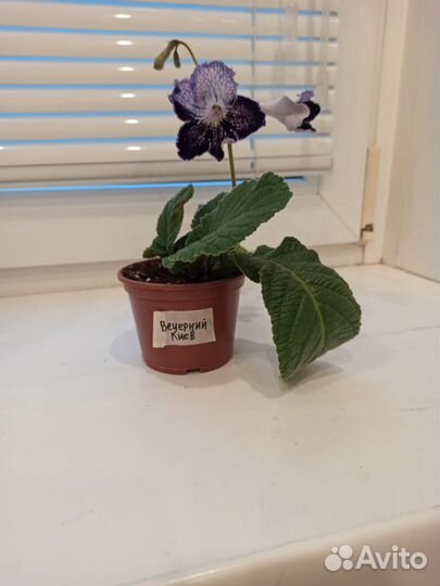 Стрептокарпусы, цветы