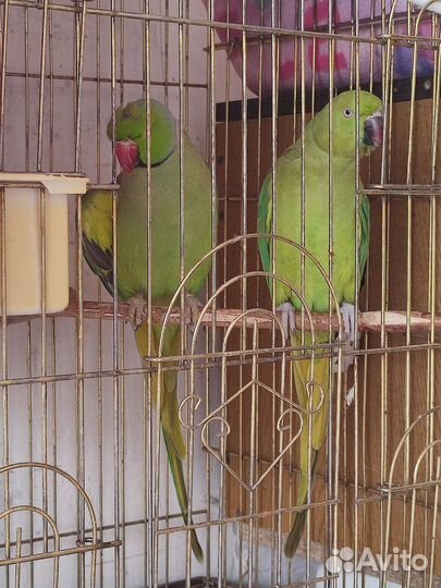Пара ожереловых попугаев