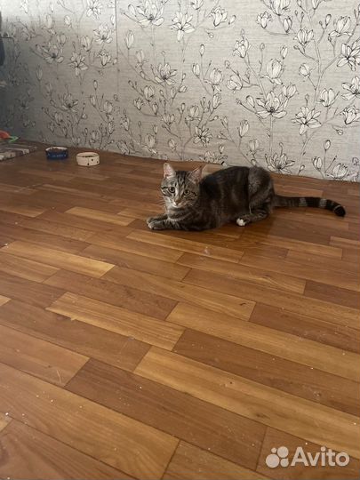 Кот в добрые руки даром