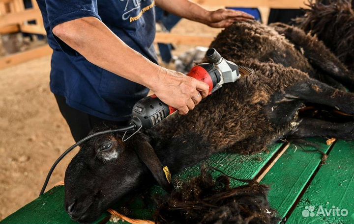 Стрижка овец