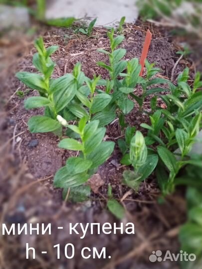 Хоста, Примула, Бадан, Купена, дицентра, Ирис