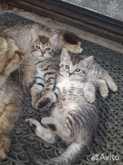 Отдам в добрые руки котят