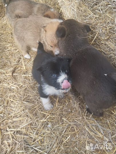 Щенок спасенный от смерти