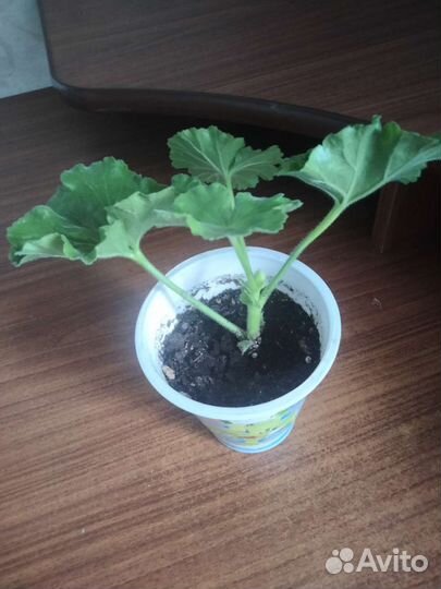 Пеларгония герань