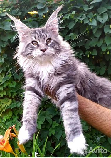 Котята мейн-кун продажа