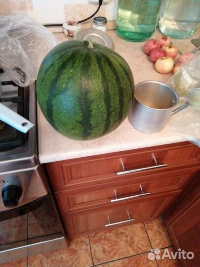 Семена арбузов, кабачков, тыквы