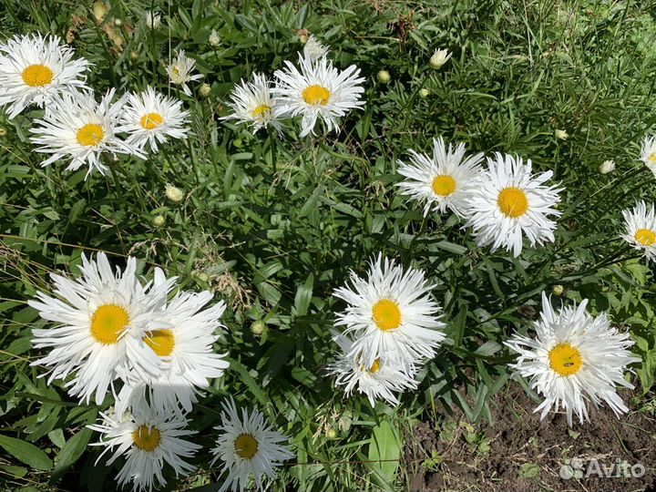 Ромашка махровая саженцы