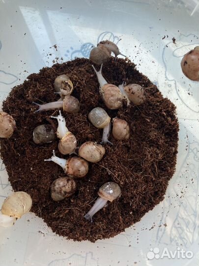 Улитки архахатины