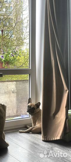 Французский бульдог отдам в добрые руки