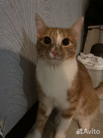 Кот в добрые руки)