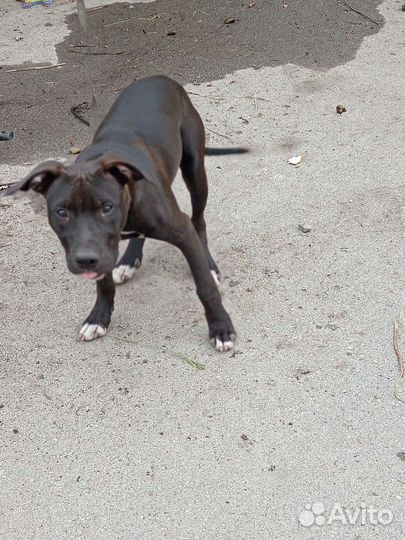 Собака питбуль