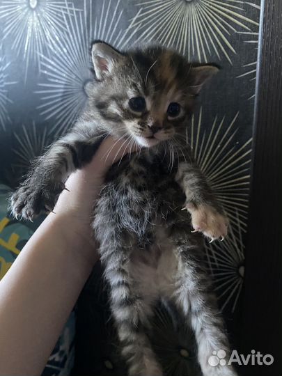 Котята в добрые руки.папа чистый мейн-кун