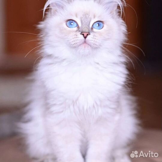 Невские маскарадные котята