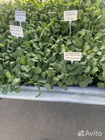 Рассада капусты, земляники, цветов