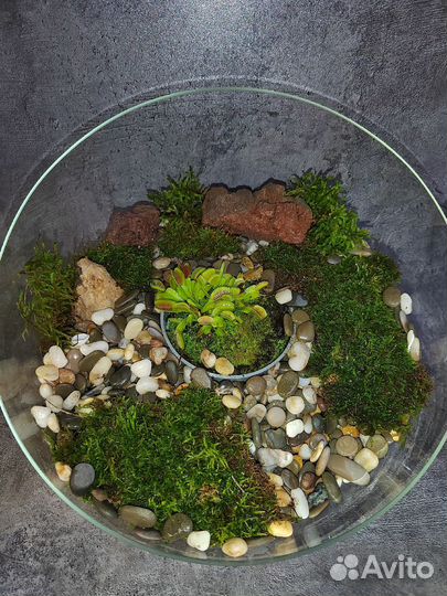 Венерина Мухоловка