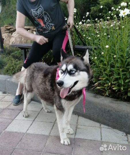 Ищет дом великолепная Собака Линда